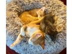 Adopt Miles and Davis a Orange or Red Domestic Shorthair / Mixed (short coat)