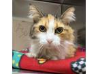 Adopt Shiloh a Tortoiseshell Domestic Mediumhair / Mixed cat in Evansville