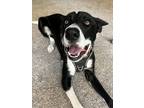 Adopt Baxter a Black - with White German Shepherd Dog / Husky dog in Pleasant