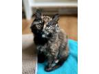 Adopt Tea Olive a Tortoiseshell Domestic Longhair / Mixed (long coat) cat in