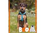 Adopt Boat Litter - Canoe a Shepherd (Unknown Type) / Labrador Retriever / Mixed