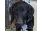 Adopt Land Rover a Black Mixed Breed (Large) / Mixed dog in Las Cruces