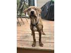 Adopt Penn (23-140 D) a Brindle Mixed Breed (Medium) / Mixed dog in Saint Johns