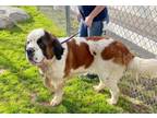 Adopt Sandi a Saint Bernard