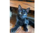 Adopt Pablo a All Black Domestic Shorthair (short coat) cat in Oceanside