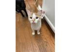 Adopt Ester a Orange or Red (Mostly) Domestic Shorthair (short coat) cat in