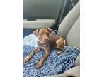 Adopt Brooke a Red/Golden/Orange/Chestnut Miniature Pinscher / Dachshund / Mixed