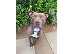 Adopt Chapo a American Pit Bull Terrier / Mixed dog in San Diego, CA (38892949)