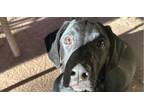 Adopt Pizza Litter: Pesto ***RESCUE CENTER*** a Black Labrador Retriever / Hound