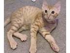 Adopt Tug a Domestic Shorthair / Mixed (short coat) cat in Newnan, GA (38778213)