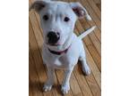 Adopt Cannelloni a White Labrador Retriever / Pit Bull Terrier dog in