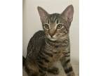 Adopt Headlight a Brown Tabby Domestic Shorthair / Mixed (short coat) cat in