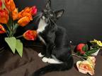 Adopt Chai a Black & White or Tuxedo Domestic Shorthair / Mixed (short coat) cat