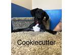 Adopt Cookiecutter a Black - with White Boxer / Labrador Retriever dog in