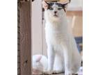 Adopt Samson a White (Mostly) Domestic Shorthair / Mixed (short coat) cat in Los