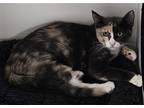 Adopt Mouse Detective a Calico or Dilute Calico Domestic Shorthair / Mixed