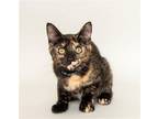 Adopt Rose a Domestic Mediumhair / Mixed cat in Wyandotte, MI (38818564)