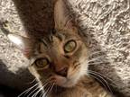 Adopt Runner a Brown Tabby Domestic Shorthair / Mixed (short coat) cat in