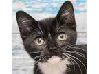 Adopt Princess Peach a Black & White or Tuxedo Domestic Shorthair / Mixed (short