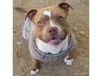 Adopt COOKIE a Pit Bull Terrier