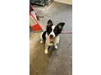 Adopt BABY GIRL a Border Collie, Mixed Breed