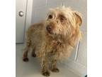 Adopt A685615 a Terrier