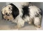 Adopt A685640 a Shih Tzu