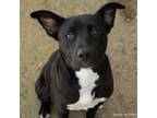 Adopt MAMA a Pit Bull Terrier, Labrador Retriever