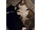 Adopt Brandy a Brown Tabby Domestic Shorthair / Mixed (short coat) cat in Los