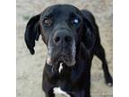 Adopt ESPRESSO a Great Dane, Mixed Breed