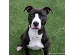 Adopt MARIE a Pit Bull Terrier