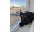 Adopt Chestnut Lion a All Black Domestic Shorthair / Mixed (short coat) cat in