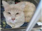 Adopt OTIS a Orange or Red Domestic Mediumhair / Mixed (medium coat) cat in