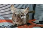 Adopt Margo a Tan or Beige Chinchilla small animal in Brea, CA (38645297)