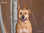 Adopt FIONA a Brown/Chocolate Mixed Breed (Medium) / Mixed dog in Santa Fe