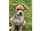 Adopt A683403 a Pit Bull Terrier