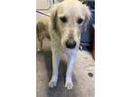 Adopt DAISY a Golden Retriever