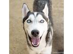 Adopt MENTOS a Husky