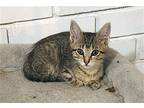 Adopt TWIX a Gray or Blue (Mostly) Domestic Shorthair / Mixed (short coat) cat