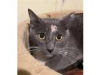 Adopt Calgary a Calico or Dilute Calico Domestic Shorthair / Mixed (short coat)