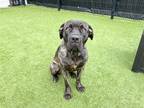 Adopt TALULLA a Cane Corso, Mixed Breed