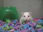 Adopt AVA a Hamster