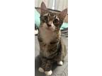 Adopt Fiddler (Courtesy Post) a Gray, Blue or Silver Tabby Domestic Shorthair /