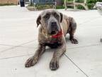 Adopt MONA a Mastiff, Mixed Breed