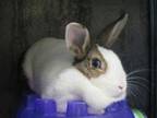 Adopt MARGARET a Bunny Rabbit