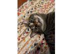 Adopt Choco Taco a Brown Tabby Domestic Shorthair / Mixed (short coat) cat in