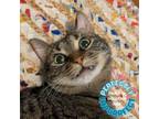 Adopt Choco Taco a Brown Tabby Domestic Shorthair / Mixed (short coat) cat in