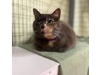 Adopt Leela a Domestic Shorthair / Mixed cat in Kingston, NY (38815979)