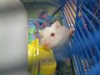 Adopt AMELIA a Hamster