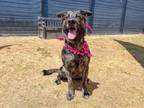 Adopt SIERRA a German Shepherd Dog, Mixed Breed